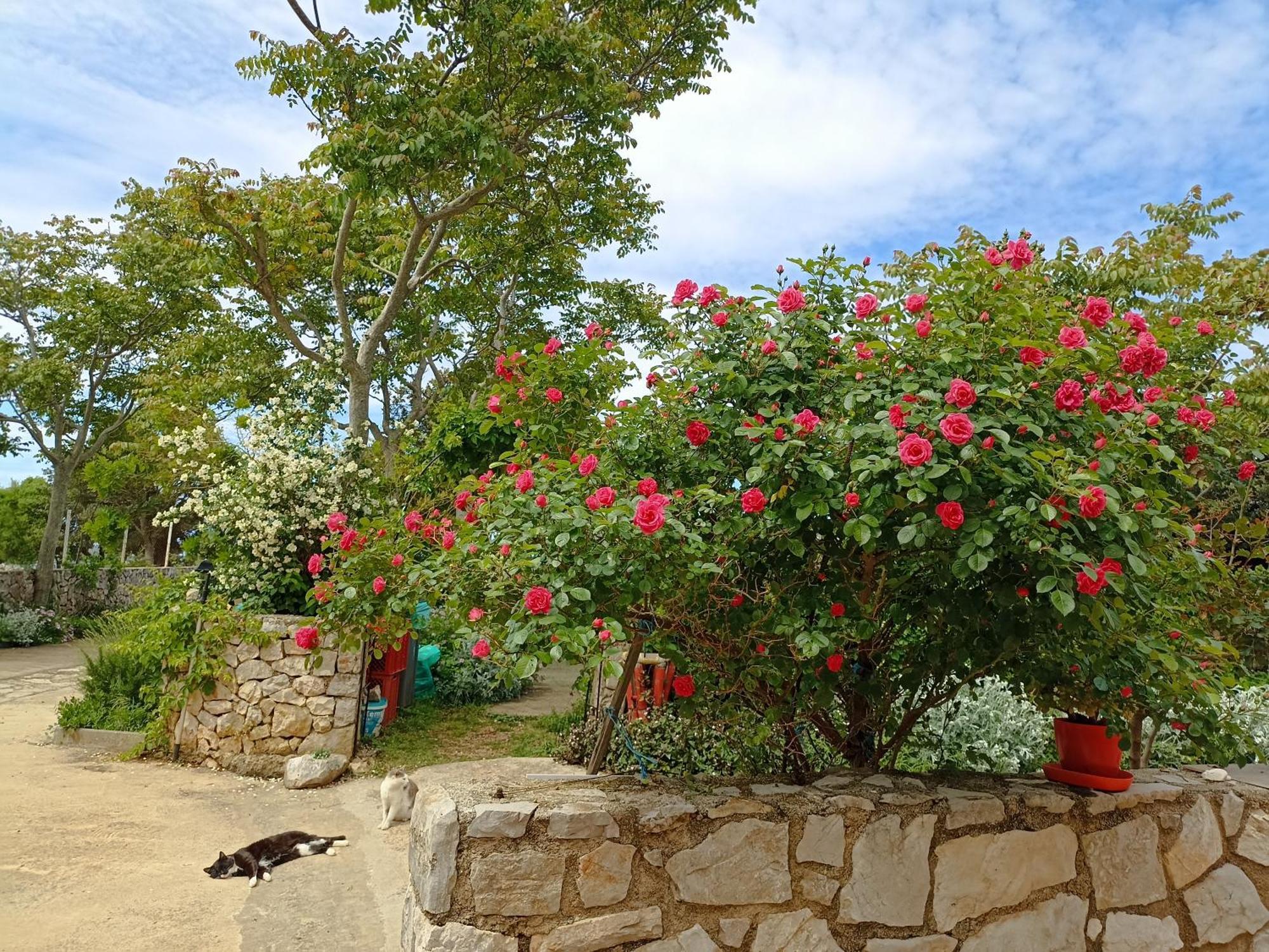 App Bonic Apartamento Veli Lošinj Exterior foto